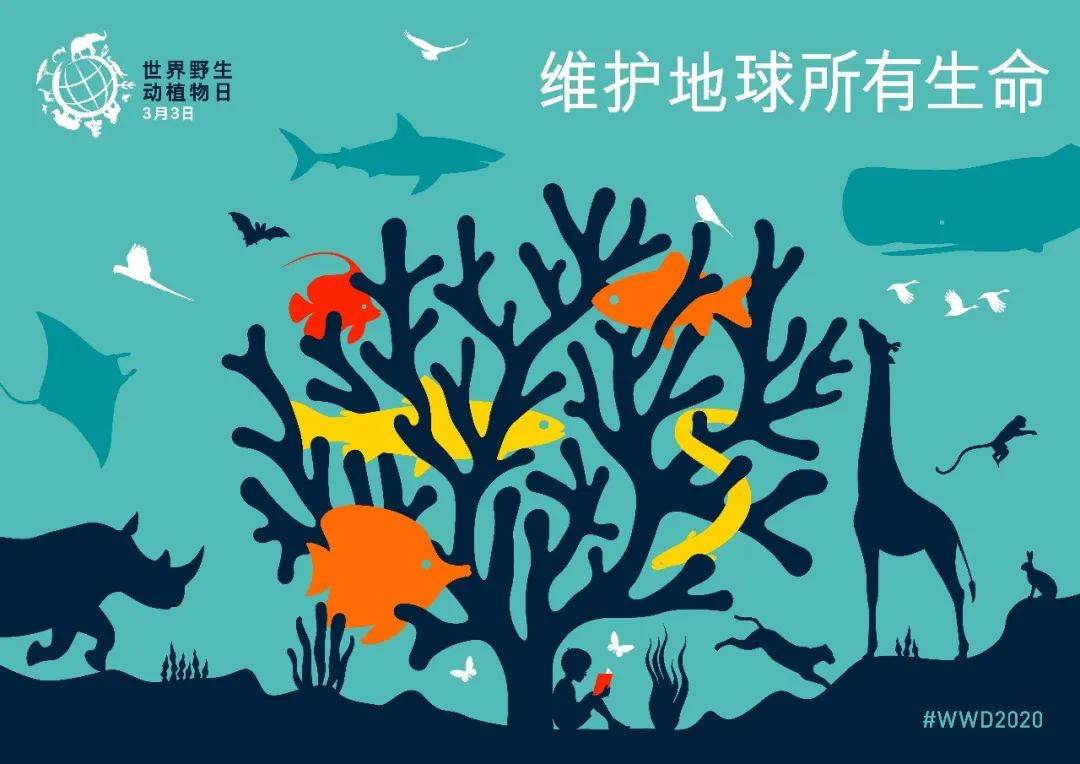 【3.3世界野生动植物日】人类生活在同一个地球村，维护地